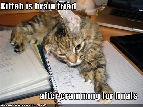 funny-pictures-cat-studied-for-finals